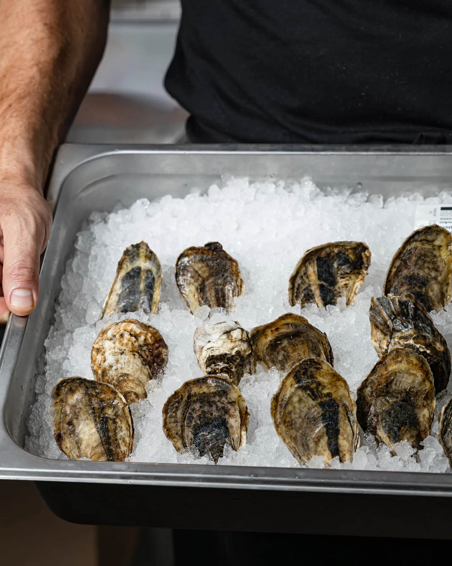 Oysters — 2